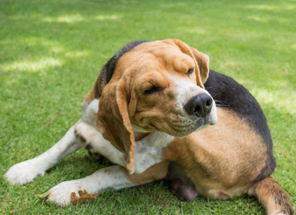 Is benadryl safe to give dogs
